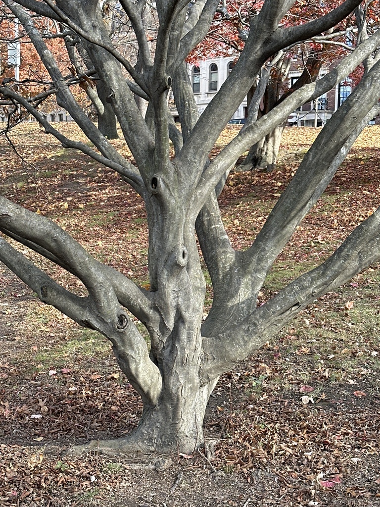 American hornbeam from Back Bay Fens, Boston, MA, US on November 26 ...