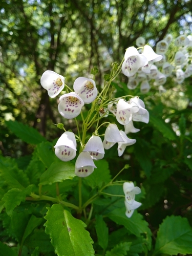 Jovellana punctata (Jovellana punctata)