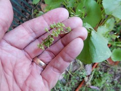 Claytonia perfoliata