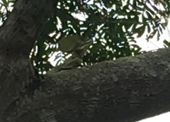 Basiliscus galeritus