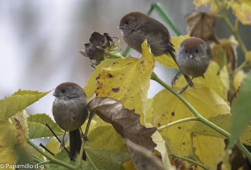 Vinous-throated Parrotbill, Inarzo, Lombardia, Italia, photo 5 of 10