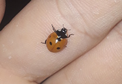 Coccinella septempunctata