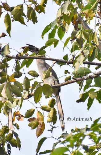 Indian Grey Hornbill