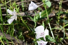 Calochortus umbellatus