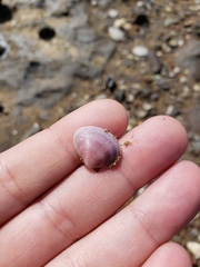 Tellinoidea