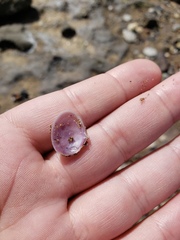 Tellinoidea