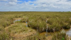 Cladium mariscus jamaicense
