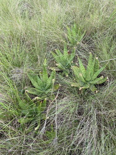 Aloe maculata