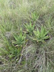 Aloe maculata