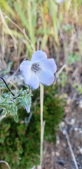 Nemophila menziesii