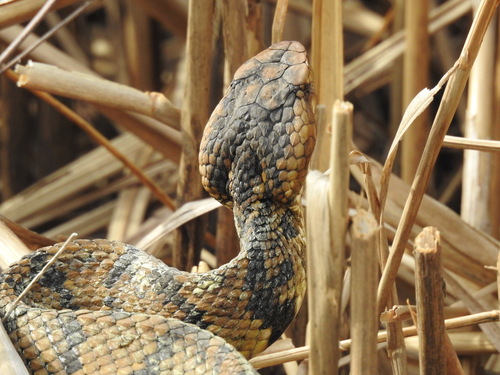 Northern Cottonmouth photographed in Virginia