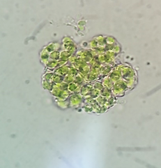 Coelastrum