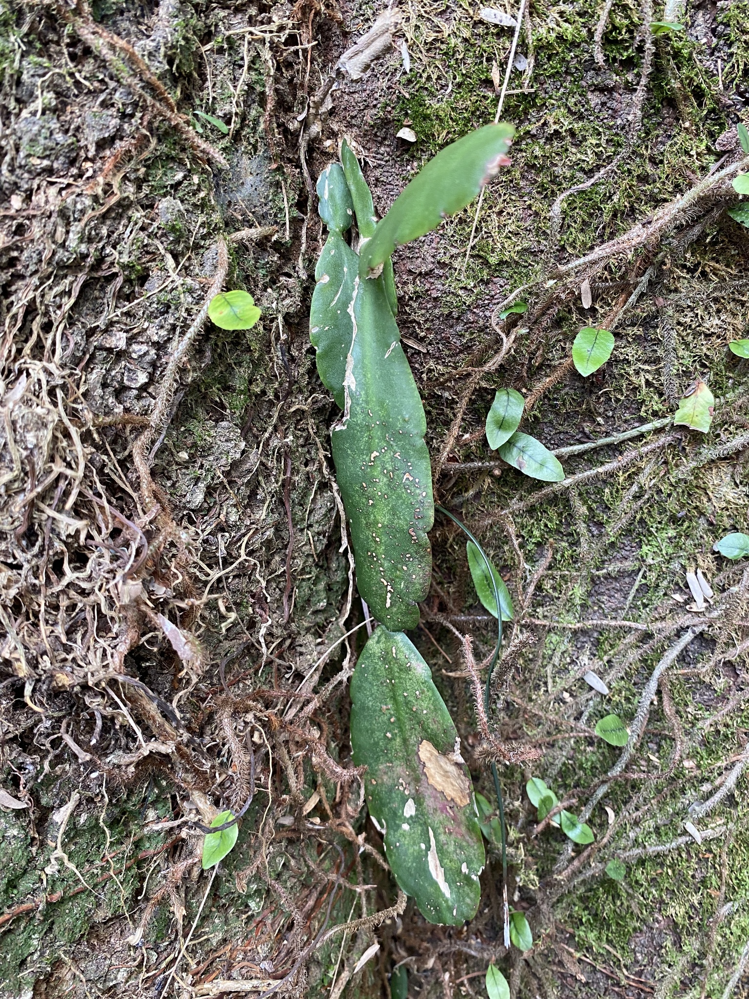Rhipsalis pachyptera