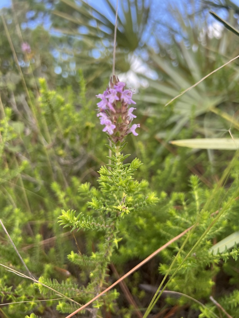 Florida pennyroyal from Singer Island, Juno Beach, FL, US on November