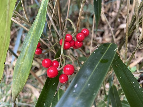 Ardisia crispa