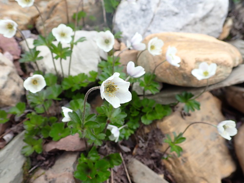 Anemone parviflora Michx.