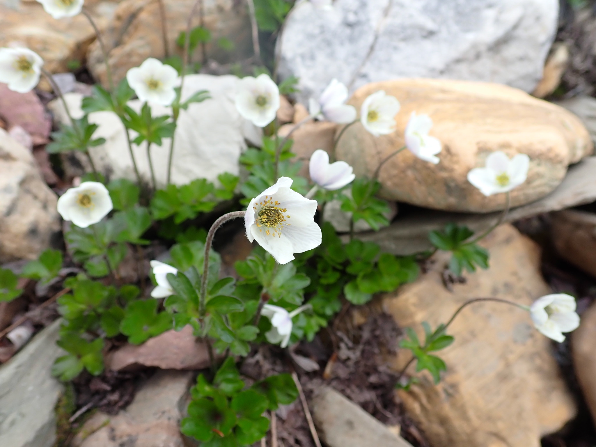 Small-flower Anemone (Anemone parviflora) · iNaturalist
