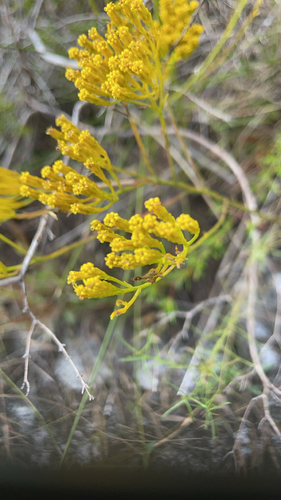 Image of Bigelowia australis by no rights reserved