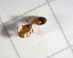 Monomorium pharaonis