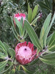 Protea compacta × susannae