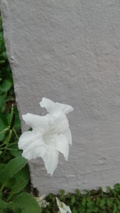Ruellia leucantha