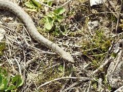 Natrix tessellata