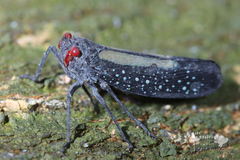Lystra lanata