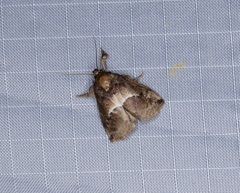 Trichogyia semifascia