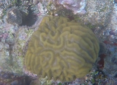 Pseudodiploria strigosa