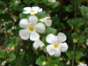 Bacopa - Photo (c) Forest and Kim Starr, some rights reserved (CC BY)