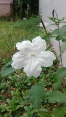 Ruellia leucantha