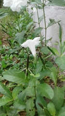 Ruellia leucantha