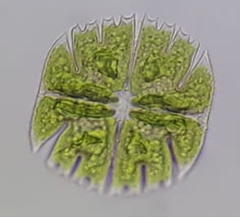 Micrasterias truncata