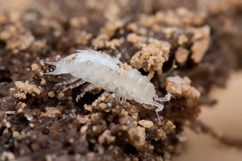 Trichoniscoides bonneti