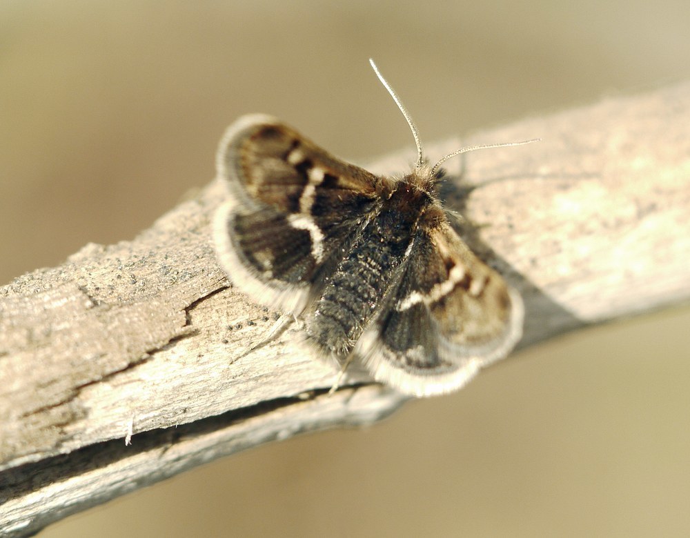 Titanio normalis