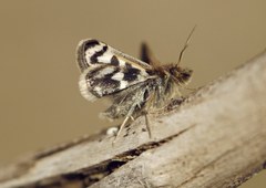 Titanio normalis