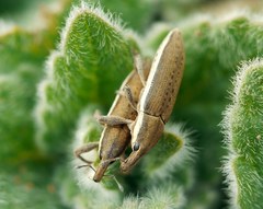 Lixus albomarginatus