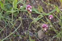 Castilleja densiflora densiflora