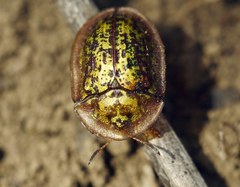 Cassida canaliculata