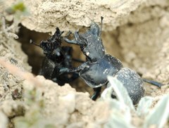 Lethrus apterus