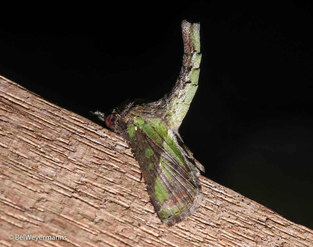 Paectes fovifera