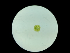Micrasterias truncata