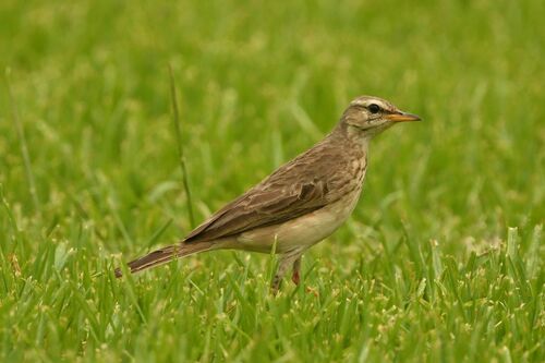 Long-legged Pipit (Anthus pallidiventris), photo 10
