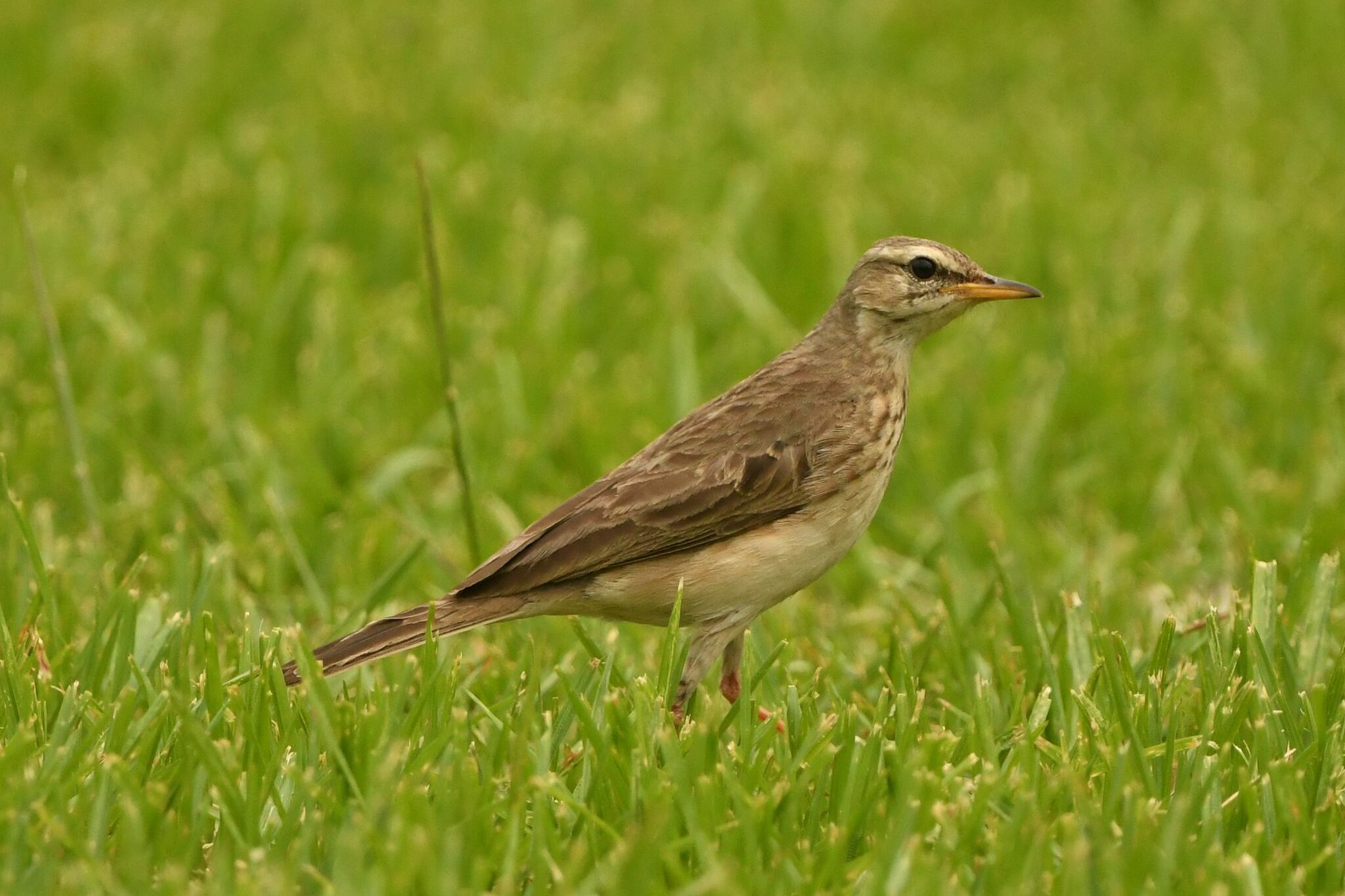 Long-legged Pipit (Anthus pallidiventris), photo 1