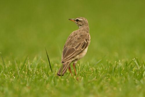 Long-legged Pipit (Anthus pallidiventris), photo 2