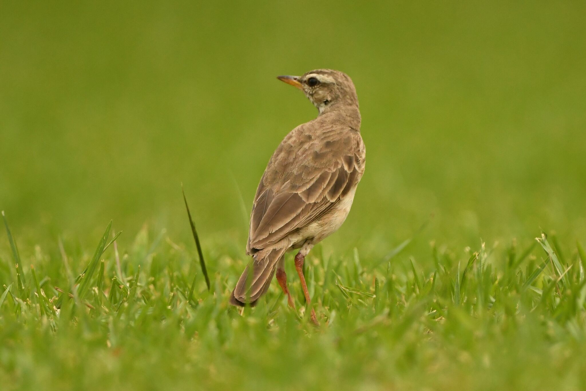 Long-legged Pipit (Anthus pallidiventris), photo 2