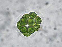Pandorina