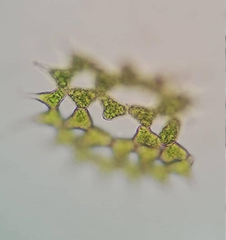 Hydrodictyaceae