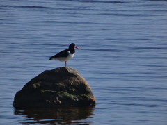 Haematopus ostralegus