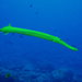 Trumpetfishes - Photo (c) Nemo's great uncle, some rights reserved (CC BY-NC-SA)